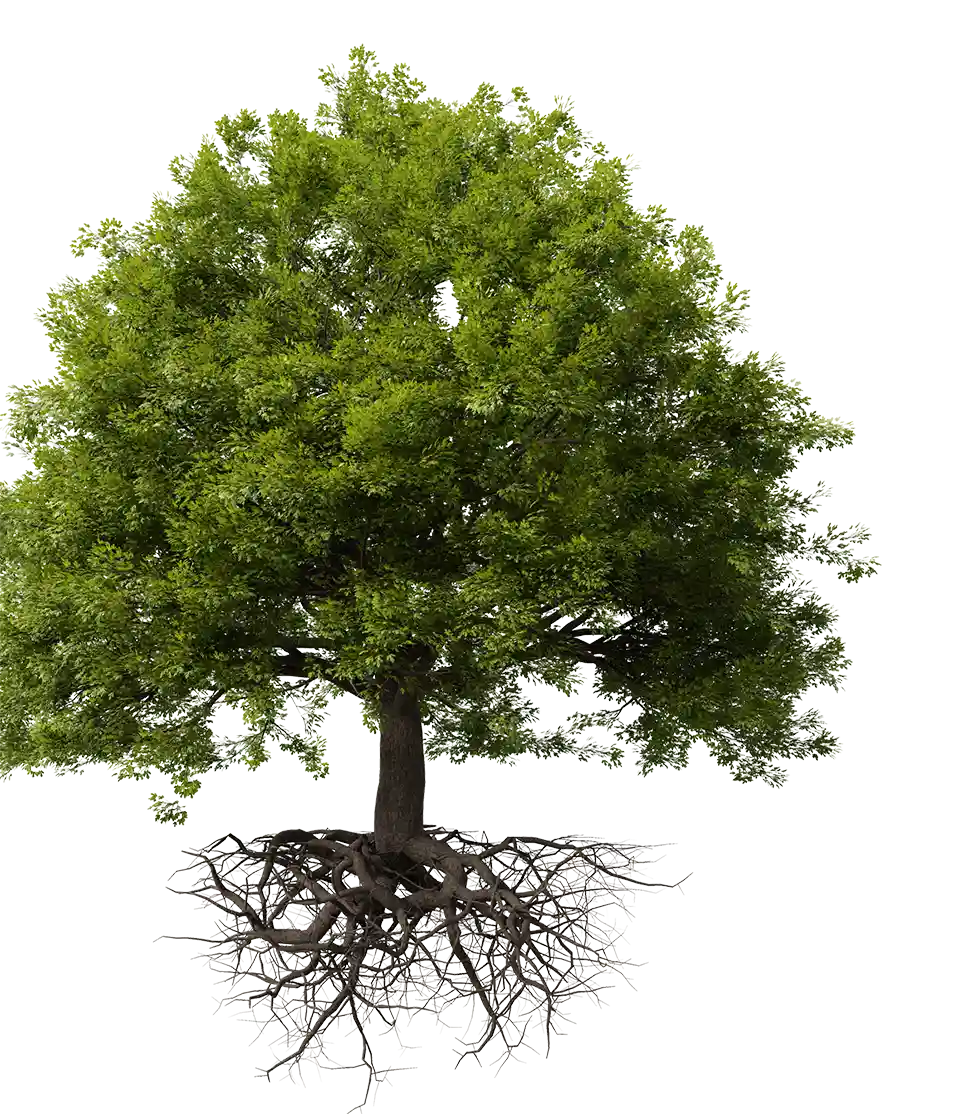 A detailed illustration of a healthy tree with a complex root system, highlighting tree care services near me and the importance of tree and root removal or root grinding near me for property safety.