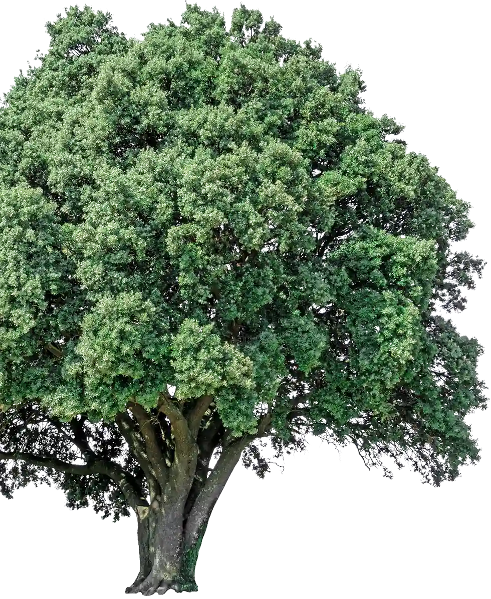 A thriving landscape tree maintained through professional tree care services near me and expert tree pruning near me to preserve its health and natural beauty.