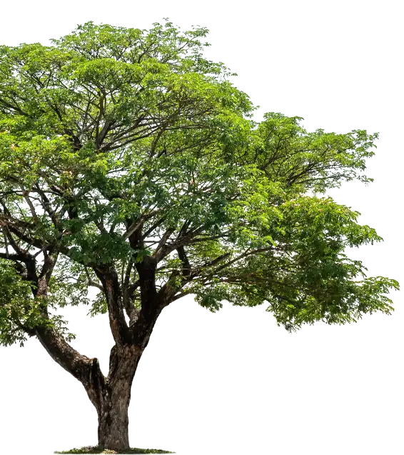 A healthy, large-canopy tree showing the results of tree care services and professional tree maintenance near me provided by an arboriculturist near me.