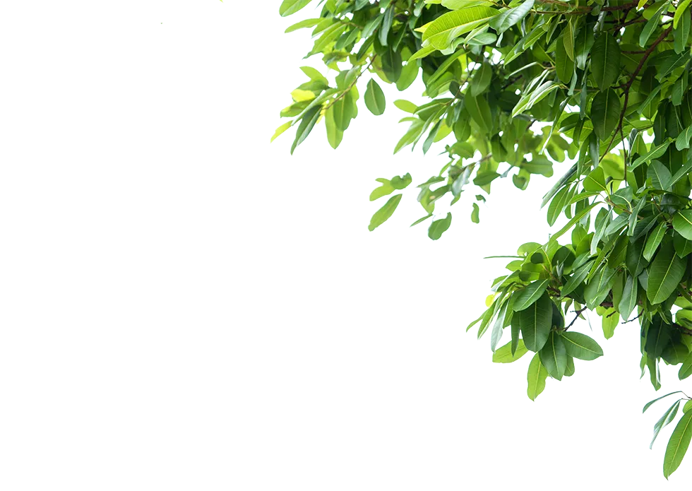 Professional tree pruning near me results showing healthy green foliage cascading after expert tree trimming and pruning services by a tree specialist near me.