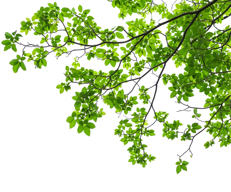 Vibrant green foliage illustrating the benefits of professional tree maintenance near me and tree pruning services near me by an expert tree specialist near me.