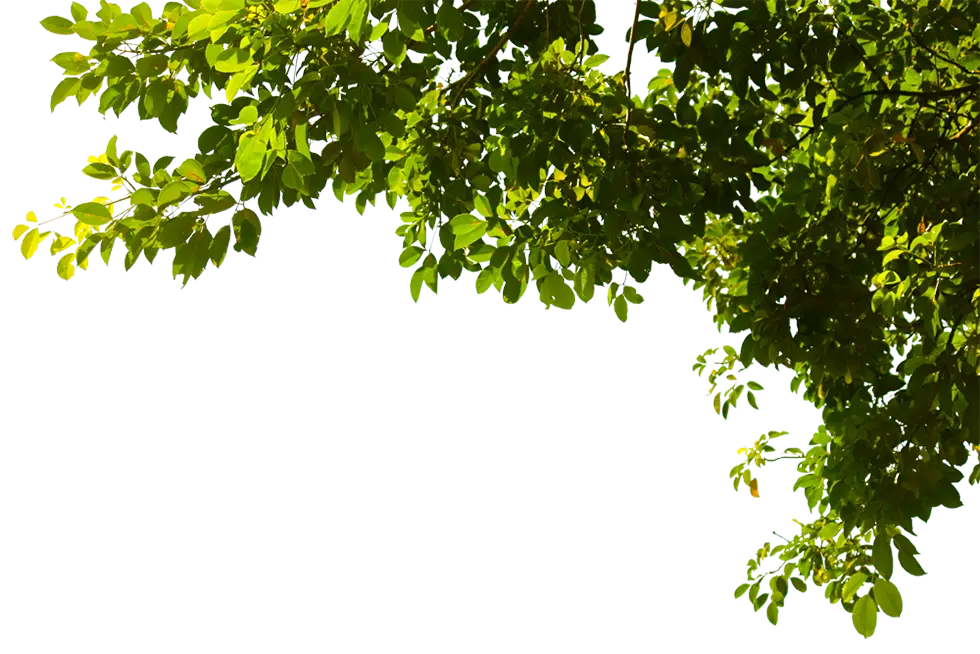 Serene green canopy illustrating the health benefits of tree care near me and professional tree trimming service near me for vibrant, well-maintained properties.